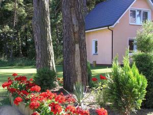 una pequeña casa rosa con flores rojas en un jardín en Liwia, en Niechorze