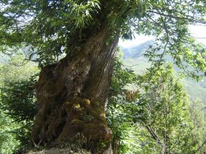 un gran árbol en medio de un bosque en Carriles Romanos, en Odollo