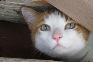 Kućni ljubimac ili ljubimci koji borave u objektu Evergrin