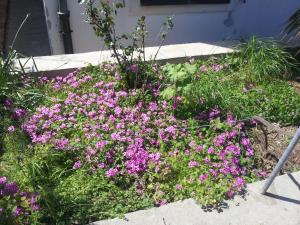 Zahrada ubytování Apartman Sabljak