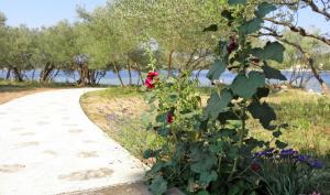 Gallery image of Apartments Bubica in Luka +103 photos