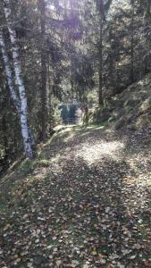 a path in the woods with leaves on the ground at Haus Alpenquell in Hüttschlag