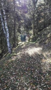 HüttschlagにあるHaus Alpenquellの地草の木道
