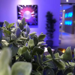 a plant in front of a purple wall with a picture at NovaHotel in Reggio Emilia