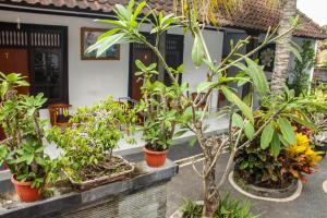 a group of plants in pots in front of a house at Nyoman Guesthouse Canggu in Canggu