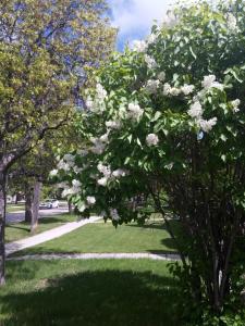 Winnipeg Homestay في وينيبيغ: شجرة عليها زهور بيضاء في حديقة