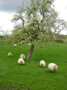 a herd of sheep grazing in a field next to a tree at Hoeve Schevey in Mechelen