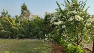 a bush with white flowers in a yard at Modern Villa One in Lonavala