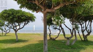 a group of trees in a park near the ocean at Case Vacanza Marzano in Monopoli