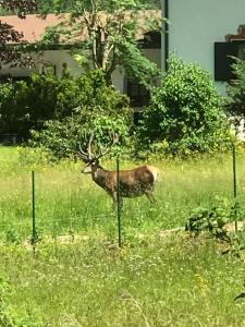 Zwierzęta w apartamencie lub w pobliżu