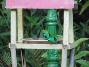 a couple of birds sitting on a bird feeder at Repousada Sana in Sana