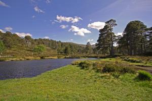 a river with a grassy field next to a forest at Ballater Hostel in Ballater