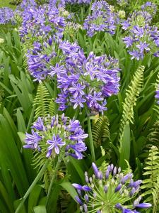 Gallery image of Agapantha Cottage in Mandeville