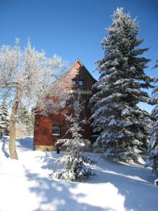 ヘルムスドルフにあるFerienwohnung-3の雪上の2本の木の丸太小屋