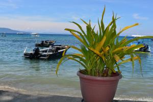 a potted plant on the beach with boats in the water at Captngreggs Dive Resort in Puerto Galera