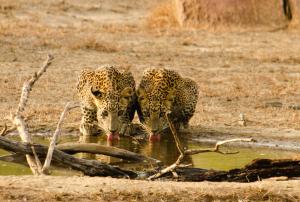 two leopards drinking water from a watering hole at Big Game Yala - by Eco Team in Yala