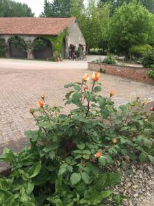A garden outside Agriturismo Corte San Girolamo