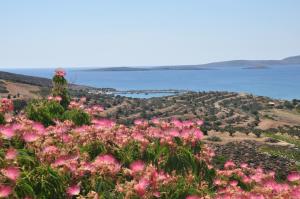 a bunch of pink flowers on a hill next to the water at Castri Village Hotel in Palekastron