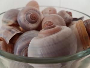 a glass bowl filled with shells in a glass at APARTMENT BY THE SEA Bed by the Sea in Vlissingen