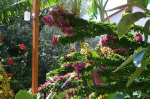 a bunch of pink flowers in a garden at Beyoglu Pansiyon in Patara