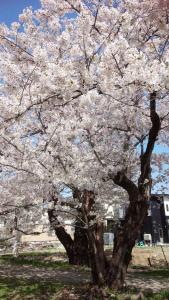 角馆优雅旅馆外面的花园