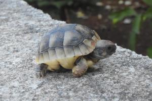 Zvířata v apartmánu nebo okolí