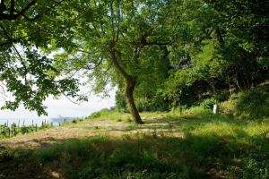 a tree on the side of a hill with grass at Sopra il Limoneto in Cetara