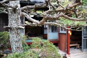 a house with a pine tree in front of it at Guesthouse En in Omihachiman