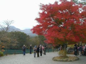 a group of people standing near a tree with red leaves at Pension Hana Kirin in Kitashiobara