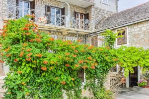 Ein Garten an der Unterkunft Apartments Petra