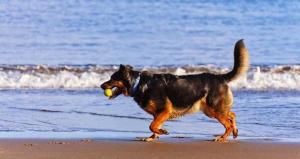ein Hund, der am Strand mit einem Ball im Mund läuft in der Unterkunft Haus Meisennest, Wohnung Amsel in Westerland