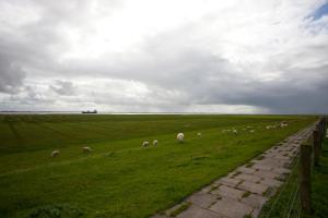 a herd of sheep grazing in a green field at Am Heverstrom, Hotel garni in Nordstrand