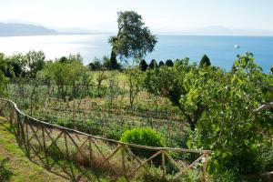 a vineyard with the ocean in the background at Sopra il Limoneto in Cetara