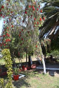 a tree with red tomatoes hanging from it at House Souzanna in Toroni