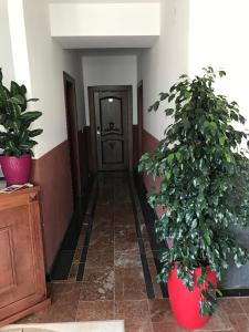 Kép Compass Aparthotel szállásáról Dobra Vodában a galériában