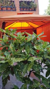 a plant in front of a building with an umbrella at Bed Rho Fiera - Milano Galeazzi in Rho +4 photos