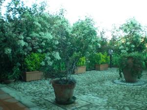 a garden with many potted plants and trees at Villa Raffaello in Porto San Paolo