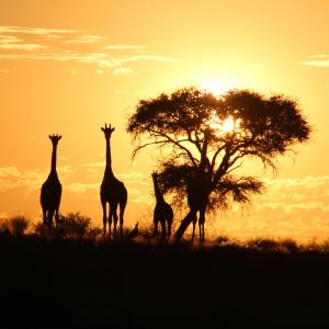 a group of giraffes standing in front of a tree at Kalahari Red Dunes Lodge in Kalkrand
