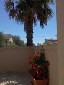 Fotografie z fotogalerie ubytování Jurić Apartments v destinaci Biograd na Moru