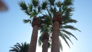 Fotografia z galérie ubytovania Palmeral de Torrevieja v destinácii Torrevieja