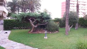 Vonkajšia záhrada v ubytovaní Palmeral de Torrevieja