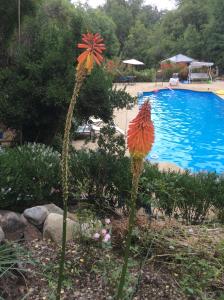 una flor en un jardín junto a una piscina en Cabañas Rahue, en Vilches