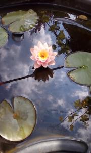 a pink flower in a pond with lily pads at House of Flowers in Ahtopol