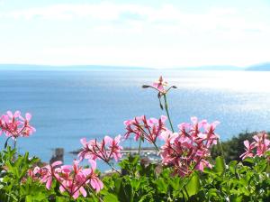 Gallery image of Guest House Lifestyle Holiday in Opatija