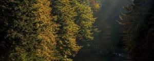 an aerial view of a forest with trees and a river at Albergue Irugoienea in Espinal-Auzperri