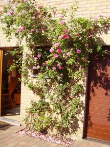 ヴェルヴィエにあるVerviers Maison Entiere 5 adultes à 8 personnesの建物脇に育つピンク色のバラ