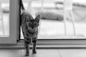 PlanoにあるStudios Slavenの猫が窓の前に立っている