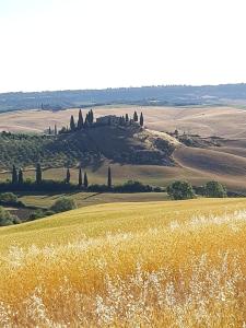 een veld met een groep bomen op een heuvel bij Apartment La Scala 1572 in San Quirico dʼOrcia