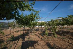 Fotografia z galérie ubytovania Kalea Luxury Villas v destinácii Agia Anna Naxos
