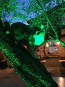 Fotografie z fotogalerie ubytování Apres La Sieste v destinaci Saint-Laurent-des-Arbres